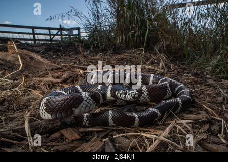 California kingsnake (lampropeltis californiae) in Sonoma county, California, North America. Stock Photo