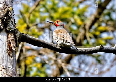 A rear view of an adult male Northern Flicker 'Colaptes auratus', perched on a dead tree branch in rural Alberta Canada. Stock Photo