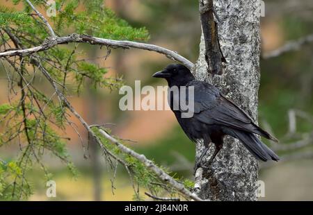 A black raven (Corvus corax) perched on a tree branch in rural Alberta Canada Stock Photo