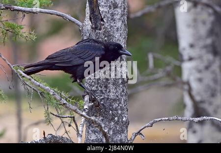 A black raven (Corvus corax) perched on a tree branch in rural Alberta Canada Stock Photo