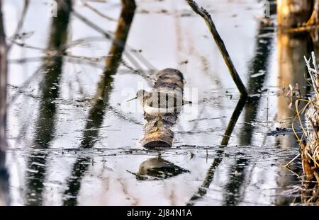 A wild Solitary Sandpiper 'Tringa solitaria', shore bird standing on a log in the calm water of a beaver pond in rural Alberta Canada. Stock Photo