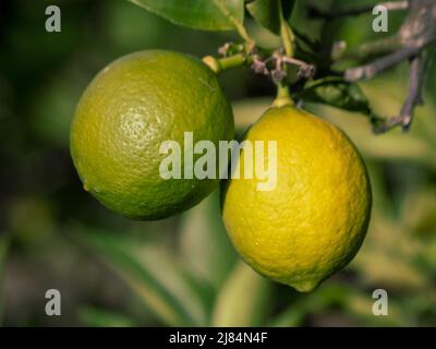 Closeup on two Lemons, green and yellow, Citrus fruit growing and ripening on a tree, Australia Stock Photo
