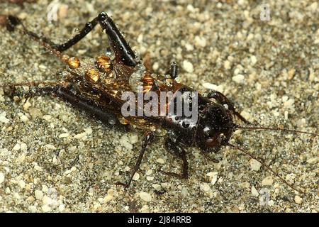 Black field cricket (Teleogryllus commodus) on sand Stock Photo