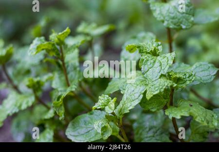 Young spearmint plant growing on the ground close up shot with selective focus Stock Photo