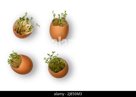 Brown chicken eggs with sprouted green sprouts on a white background. Sprouting cress seeds in an eggshell for microgreens. Stock Photo