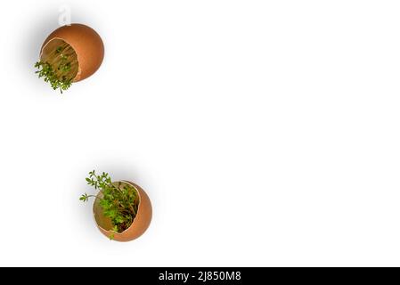 Sprouted green sprouts in the shell of chicken eggs on a white background. Sprouting cress seeds in an eggshell for microgreens. Stock Photo