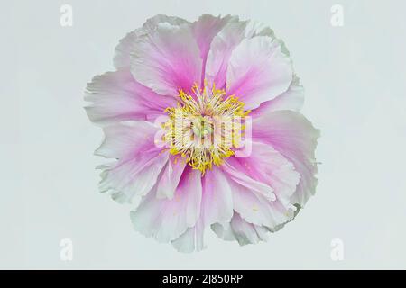 Cream white semi double peony, Paeonia sp. flower with purple accents, isolated on white background Stock Photo