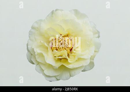 Close-up of a cream white peony flower with yellow accents, isolated on white background Stock Photo
