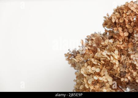 Dry hydrangea close up. Selective focus Beautiful withered plants on white. Creamy colour. Abstract brown flowers. Pastel natutral Neutral Earth tones Stock Photo