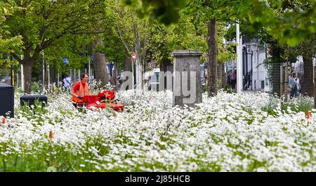 Brighton UK 13th May 2022 -  The wild flower bed in Valley Gardens Brighton is in full bloom on a sunny morning as warm weather is forecast for the weekend : Credit Simon Dack / Alamy Live News Stock Photo