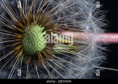 Dandelion seeds close up macro with black background Stock Photo