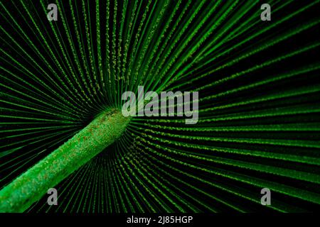 Abstract closeup view of a ruffled fan palm in a dark environment Stock Photo