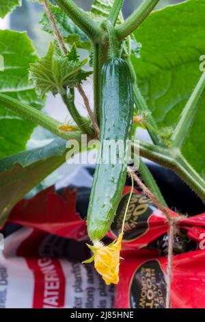 Small Marketmore cucumbers, Cucumis sativus Marketmore, forming on plants in a grow bag cut in half and stood on end in a greenhouse. Stock Photo
