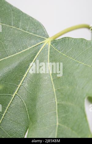 Fig (Figus) Brown Turkey   Picture by Antony Thompson - Thousand Word Media, NO SALES, NO SYNDICATION. Contact for more information mob: 07775556610 w Stock Photo