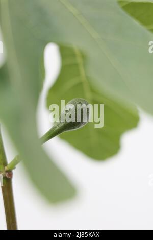 Fig (Figus) Brown Turkey   Picture by Antony Thompson - Thousand Word Media, NO SALES, NO SYNDICATION. Contact for more information mob: 07775556610 w Stock Photo