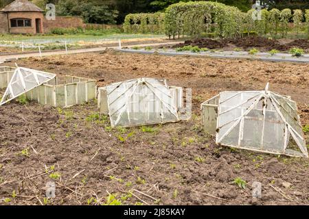 three Antique Victorian white cloche in vegetable garden Stock Photo