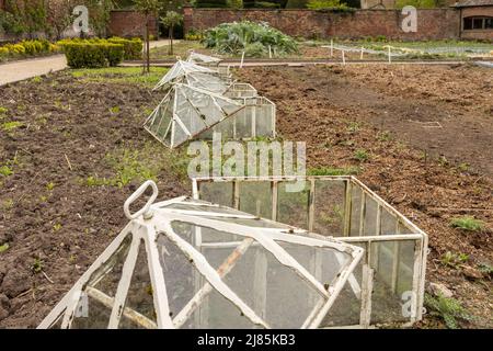 three Antique Victorian white cloche in vegetable garden Stock Photo