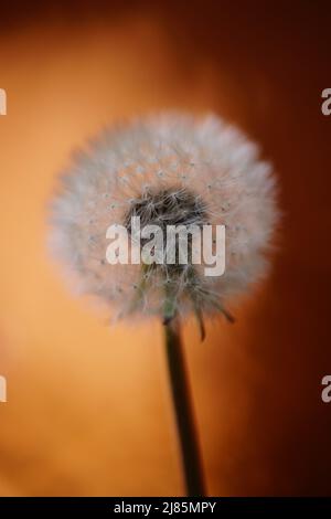 Fluffy dandelion flower on shiny dark brown background. Stock Photo
