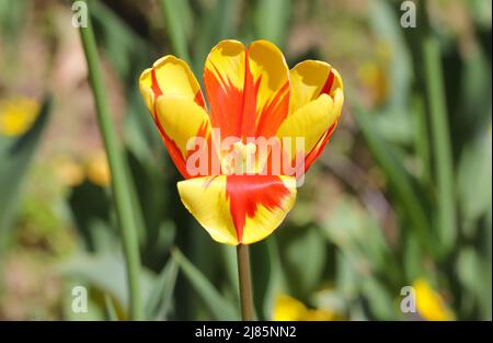 Colorful spring tulips outdoor on sunlight Stock Photo