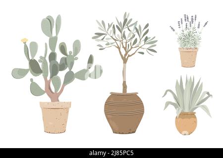 Set of Mediterranean potted plants. Lavender, prickly pear, olive tree, and blue agave in flower pots. Design elements for garden or home decor Stock Vector