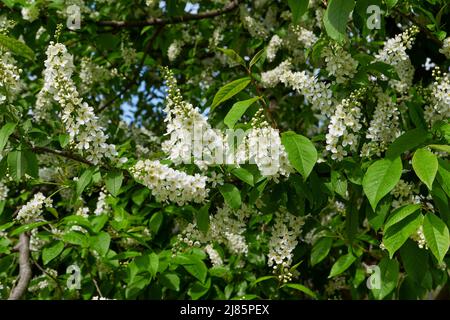 Prunus padus white blossom Stock Photo