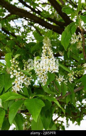 Prunus padus white blossom Stock Photo