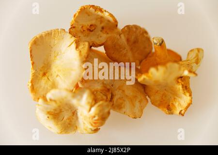 Pfifferlinge - Chanterelle Mushrooms on a table. Stock Photo