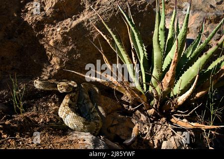 Northern black-tailed rattlesnake Santa Catalina mountains