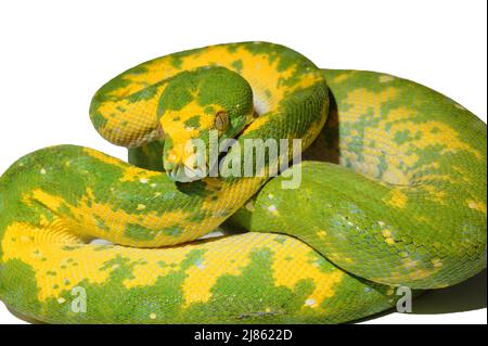 Green Tree Python in studio ; Native from New-Guinea, N. Australia Stock Photo