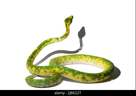Green Tree Python in studio ; Native from New-Guinea, N. Australia Stock Photo