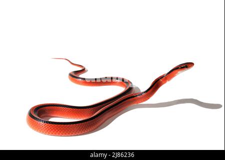 Green Tree Python in studio ; Native from N. Thailand Stock Photo