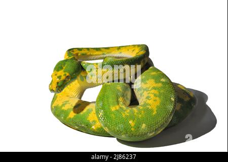 Green Tree Python in studio ; Native from New-Guinea, N. Australia Stock Photo