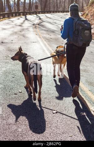 A woman and two dogs walk down a closed section of the Blue Ridge Parkway outside of Asheville, NC, USA Stock Photo