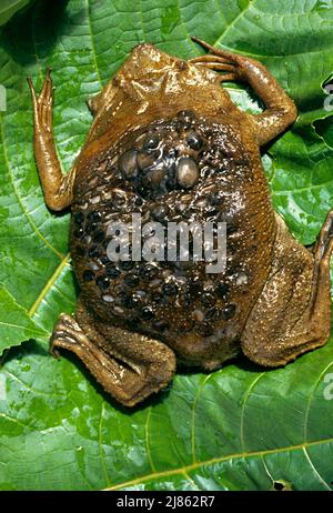 Surinam toad Pipa pipa female with eggs adhering to her back 6 hours ...