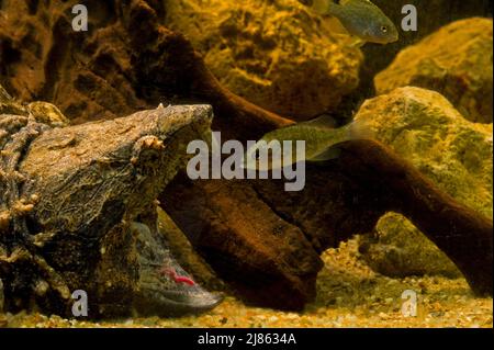 Alligator snapping turtle fishing by luring fish with tongue Stock Photo