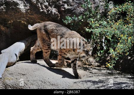 Bobcat walking on rock S-W USA Stock Photo