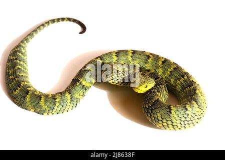 Portrait of Bush viper (Atheris squamigera) on black back ground Stock  Photo - Alamy