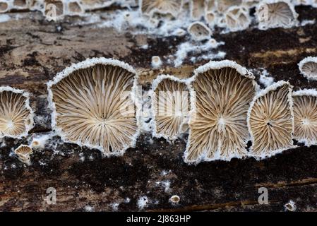 Schizophyllum commune, Split Gill Fungus, Fungi or Split Gill Mushrooms Growing on Rotten Tree Trunk Stock Photo