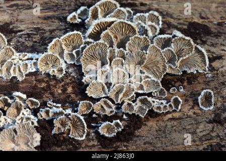 Schizophyllum commune, Split Gill Fungus, Fungi or Split Gill Mushrooms Growing on Rotten Tree Trunk Stock Photo