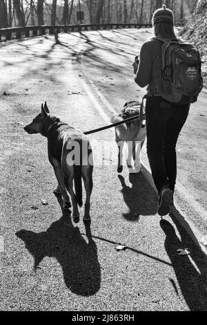 A woman and two dogs walk down a closed section of the Blue Ridge Parkway outside of Asheville, NC, USA Stock Photo