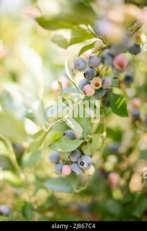 Blueberry Picking in South Carolina Stock Photo