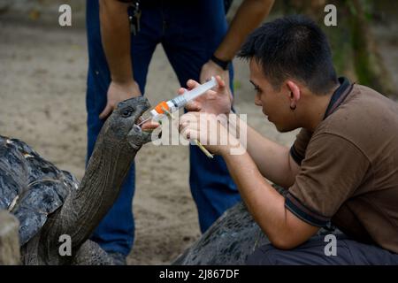 Healer vermifuge a Seychelles Giant Tortoise