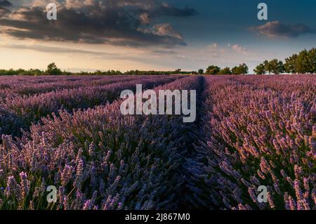 Overview of a lavender field in southern france. Stock Photo