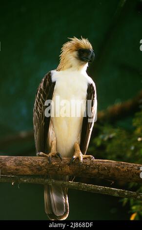 An Endangered Philippine Eagle In Captivity At The Philippine Eagle ...