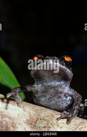 Thai spadefoot toad (Leptobrachium hendricksoni) Thailand