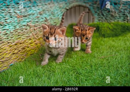 Bengal kittens on green grass. A cute spotted kittens outdoors in the grass. Summertime adventure. Bengal kittens two weeks old Stock Photo