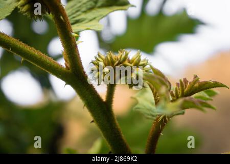 A closeup shot cheeseweed mallow seeds, flowers,buds and leaves. Malva parviflora . Stock Photo