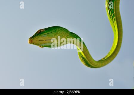 Portrait of Asian vine snake (Ahaetulla prasina), Sumatra