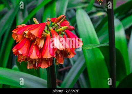 clivia cyrtanthiflora flowers blooming, with green leaves background Stock Photo