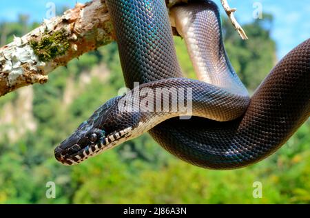 Portrait of Northern White-lipped (Botrochilus albertisii) on a branch, Irian-Jaya. Papua -New-Guinea Stock Photo